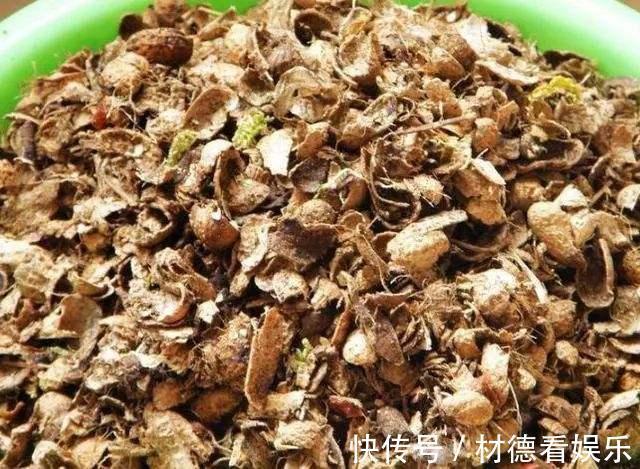 花盆|养兰花不花钱,随便一把花生壳,扔在花盆养分足,不积水不烂根