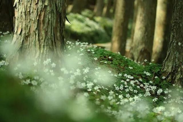 山野草，也高雅！