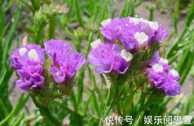 观赏价值|观赏价值高，花开硕大还鲜艳，好养又漂亮，美丽不输牡丹