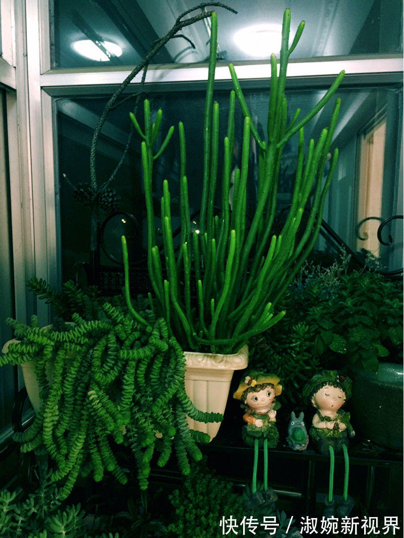 光棍树|养棵多肉美滋滋,谁知是家中潜藏的毒虫,不知道吃大亏!