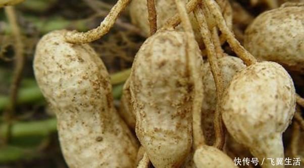 营养|提醒:花生不能如此吃,不仅没营养还容易伤身体,快了解一下