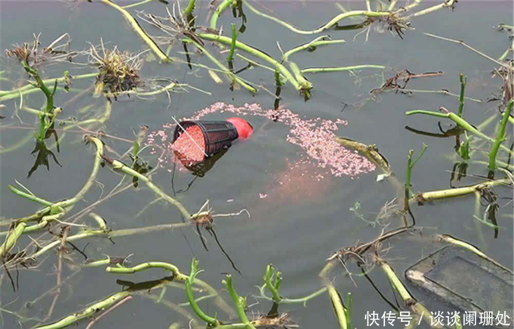 野钓鲫鱼,有“3多1少”的说法,能做到这些要点,很少钓不到鲫鱼