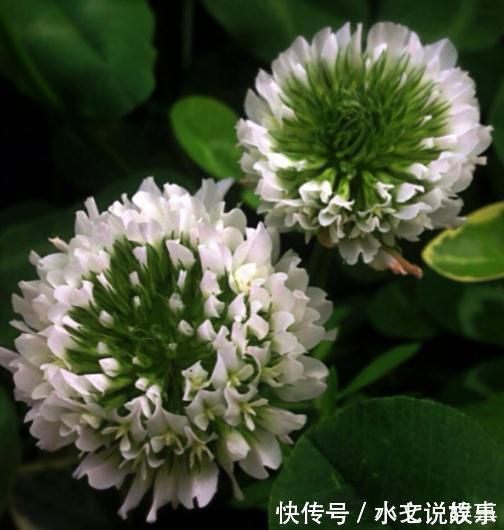 养树不如养盆“假菊花”,一浇水就狂长,比绿萝好养、比菊花美