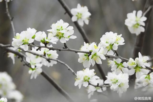 龙海公园的迎春花开了，让我们共赴一场春天的约会