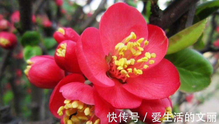 花卉|家里阳台必养此款花卉，谁见了都喜欢，花朵漂亮，花开旺！