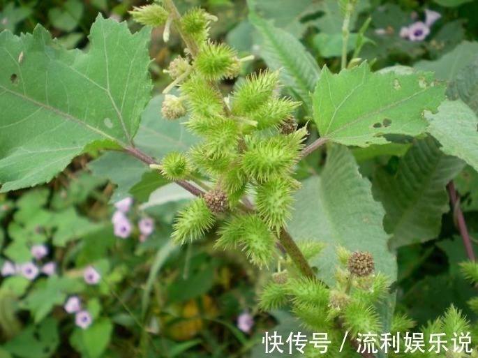 小能手|鼻炎的“天敌”找到了,早晚抹一点,鼻炎不再扰,现在知道还不晚