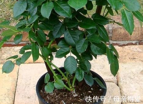 月季不会养，盆里加上2种料，枝叶疯长不停，开花特别艳