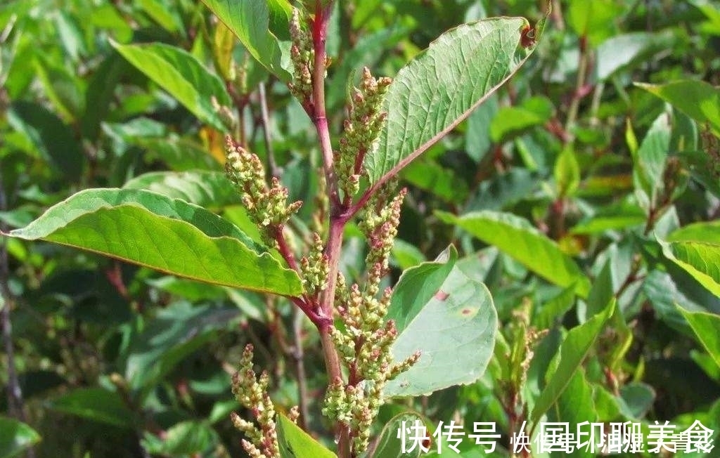 房前屋后看见这草,赶紧连根除掉,要不然有大麻烦!