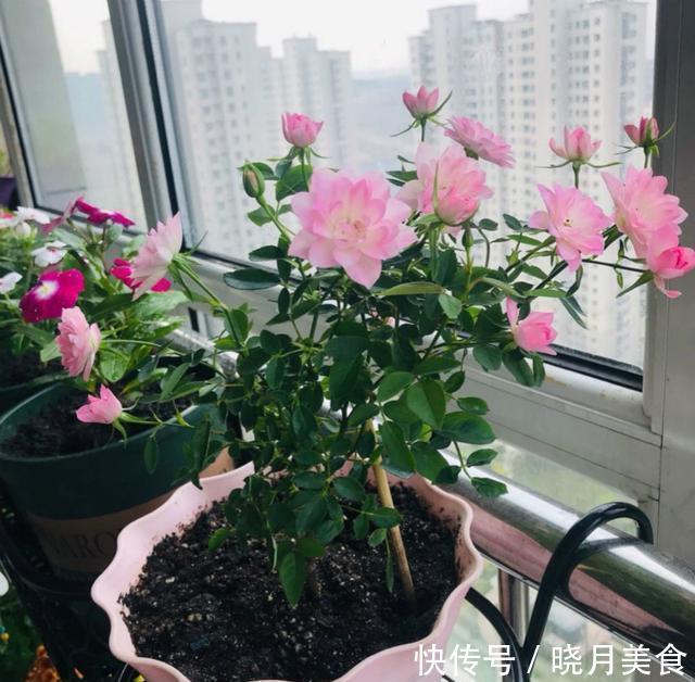 适合封闭阳台养的5种花,抗病性强,超容易开爆盆