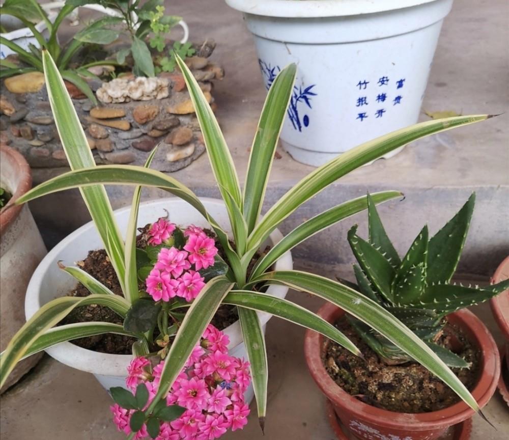 秋季|立秋后养花,该掌握住哪些技巧?明确这些,植物长势更旺