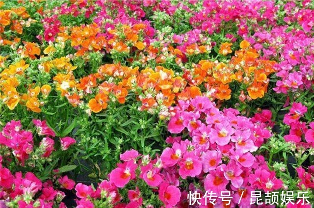 花色|最受欢迎的5种花,花朵娇艳花期长,开花耀眼人人爱,家中必备