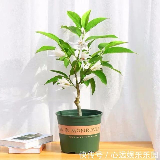 湿润|6种佛教圣花,个个都是吉祥花,家里养一盆,养心又养身