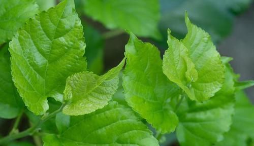 桑叶|乡下土里长出来的降压药，高血压吃一个降一个，血压根本高不起来