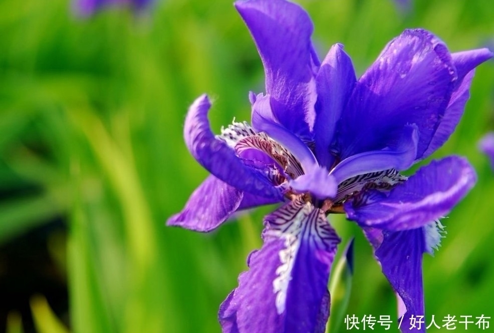 花型|这种盆栽花卉美丽又高雅,花型简单而又美艳,是易爆盆的盆栽佳品