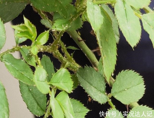 “蚜虫”铺满了月季,拿什么消灭教你4个小方法,很快就消灭光!
