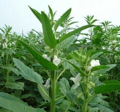 春天女性多吃此菜,淡化皱纹,血管畅通无阻,子宫干净,肌肤细腻