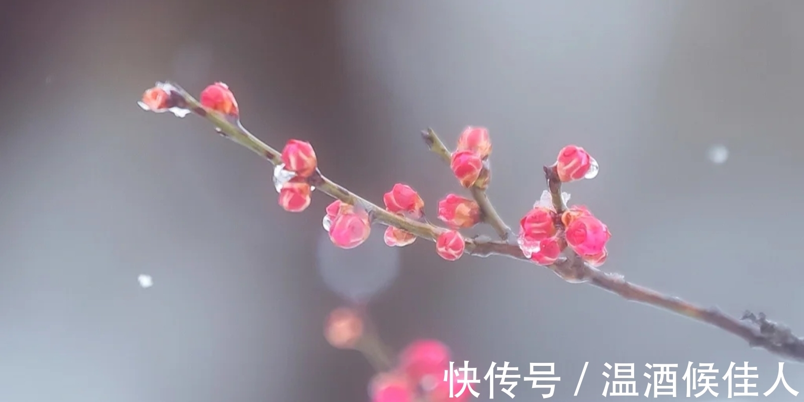 关山#苏轼出狱后作《梅花诗》不久蜕变成东坡居士,写法不落俗套