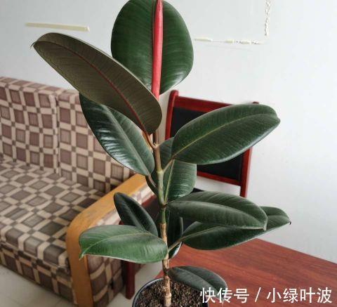 啤酒|橡皮树发财树用它浇一浇，叶子干净闪亮，天热也会蹭蹭长！