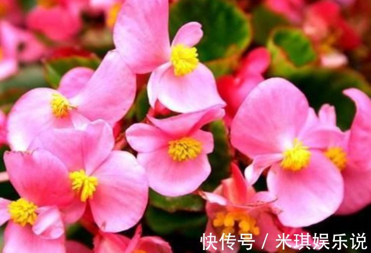 四季海棠|家养几款花,开花吉祥又喜庆,寓意超好的,红红火火好运来