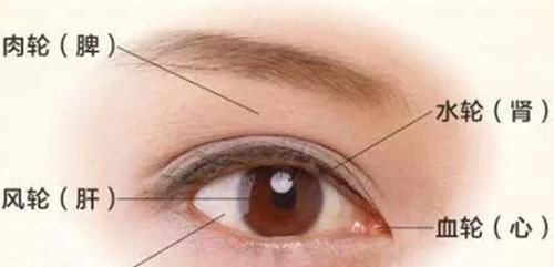 肉轮对脾、风轮对肝、气轮对肺五轮对五脏,中医望眼知百病