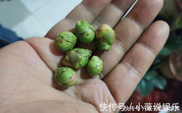 山茶花|茶花买回家，花苞掉一地，真心疼，这1步做错了，直接不开花