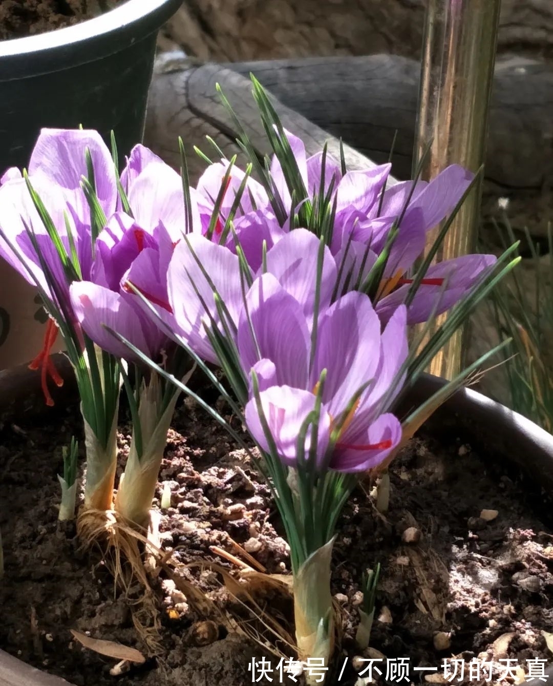 15种常见花，冬天浇水有讲究，小心越浇花越死