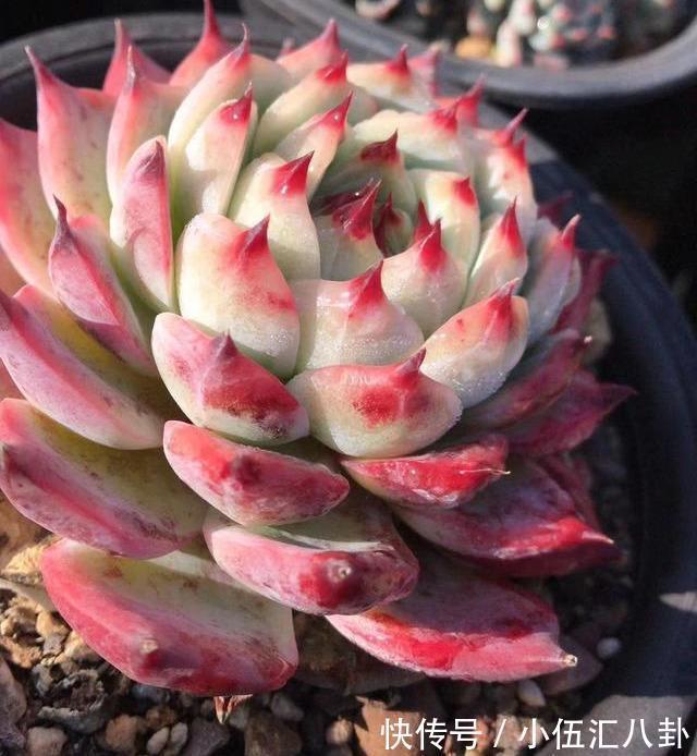 适合新手养的“6种多肉”,耐热又不怕冷,养成老桩,又美又霸气