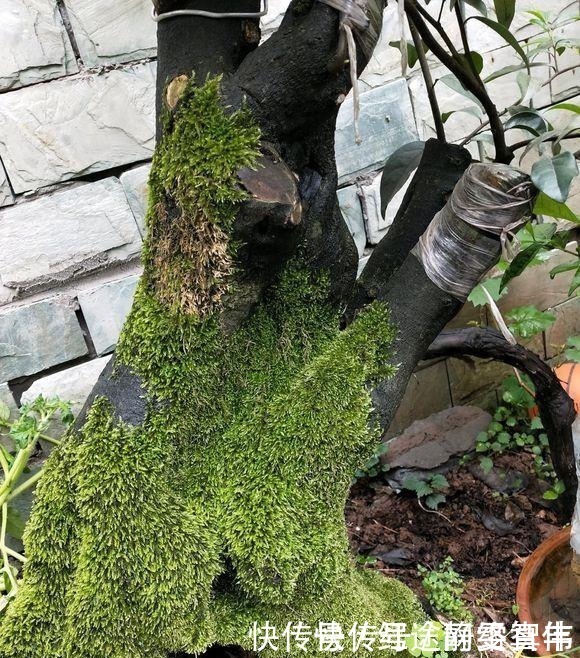 山水|金弹子盆景树桩上的苔藓要不要去掉呢,现在几乎整个桩都要布满了