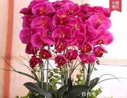 最适合夏天养的6种花卉,晒不死还越开越旺