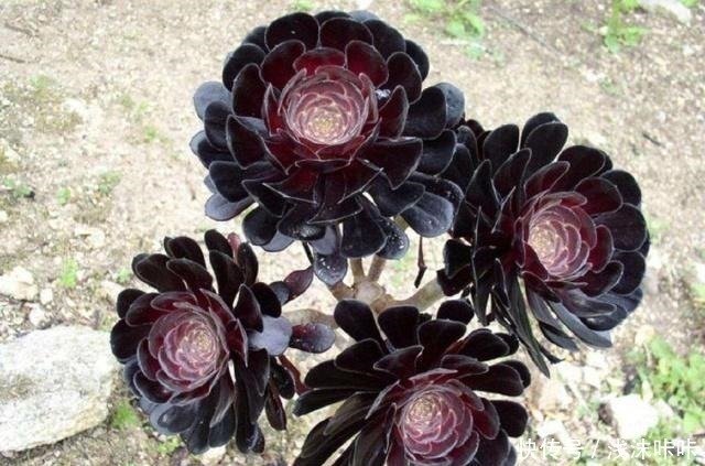 养黑法师,这个细节别忽视,10个月养成“老桩”,价值增1倍!