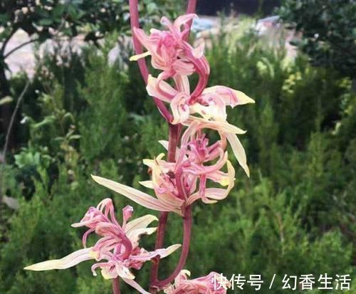 此花，比荷花漂亮，比桂花还香，好养又好看，值得拥有