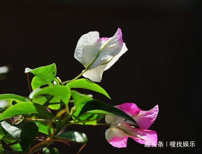 此花姿态妖娆,绽放时绚丽的花朵仿佛孔雀开屏般,格外璀璨夺目