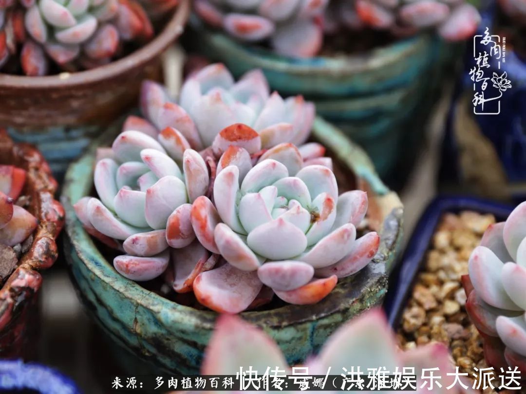 橙梦露|笼子里露养的多肉，越养越美！有多肉的日子伴着小确幸！