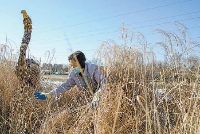 冬季野趣 苍黄的野草格外美