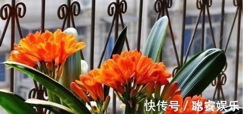 秋天|养君子兰就像“种白菜”狂长叶不开花,3个解密,开花几十年