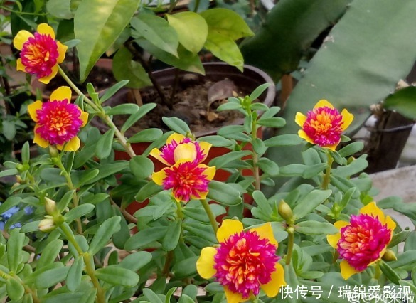 死不了的花，枝条沾土就活，从4月开到12月！