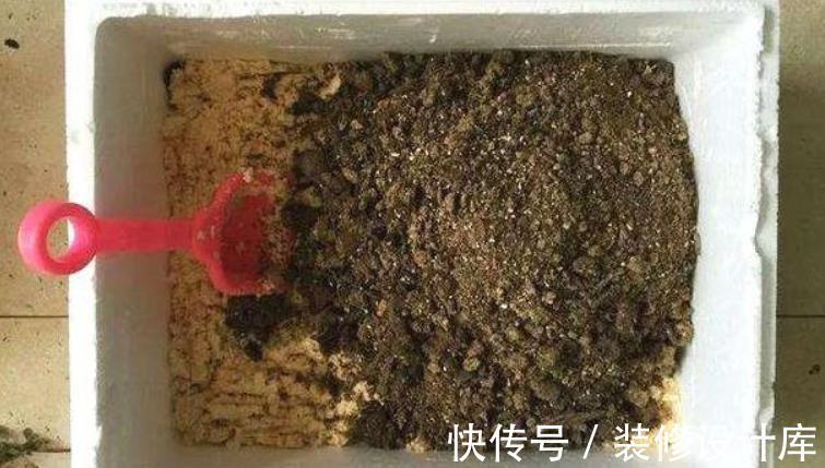花土|解锁泡沫箱新去处：拿来养花，经济环保又实用