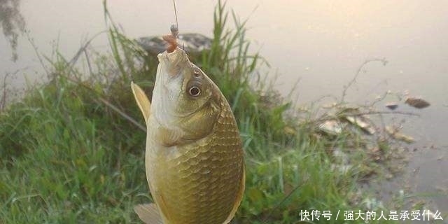 秋季野钓时,新手如果能做到这3点,老钓友都只能甘拜下风!