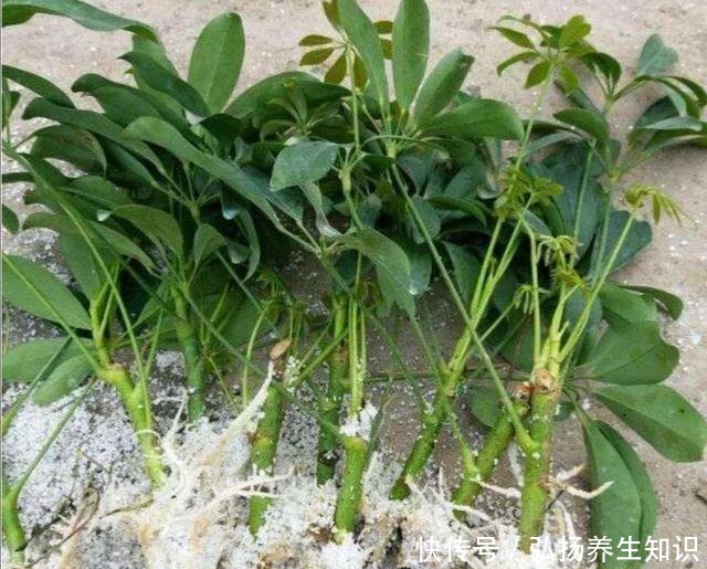 在家自制“生根液”,用于扦插花卉,促进生根,提高成活率!