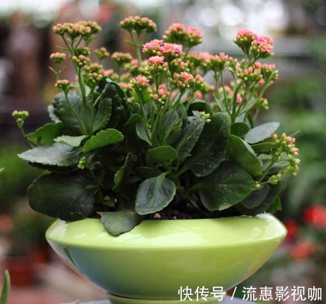 啤酒|啤酒养花没那么简单,对了叶片翠绿长势旺,错了烧根烂根整盆空