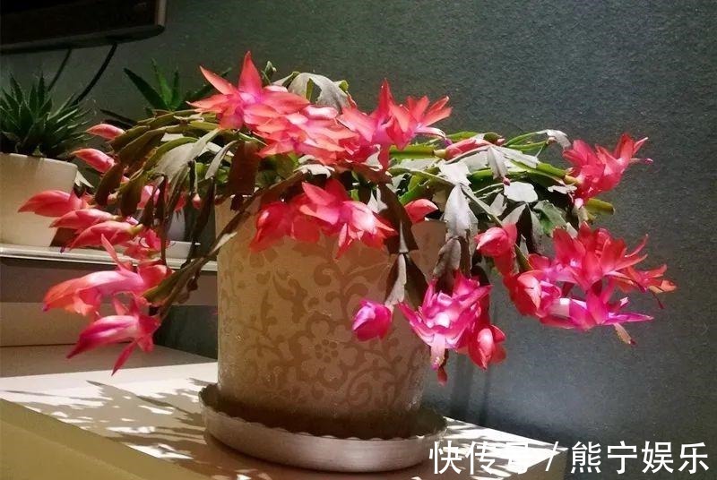 这花开完叶子就变皱赶紧修剪、施肥,不然长不大!