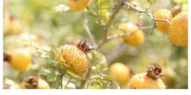 相思子|在农村分布有5种野果,全都含有“剧毒”,遇到千万不要采摘误食