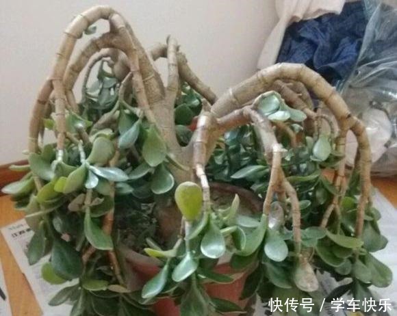 5种盆栽最怕冷,秋末赶紧搬屋里,不然冻成一坨“鼻涕”!