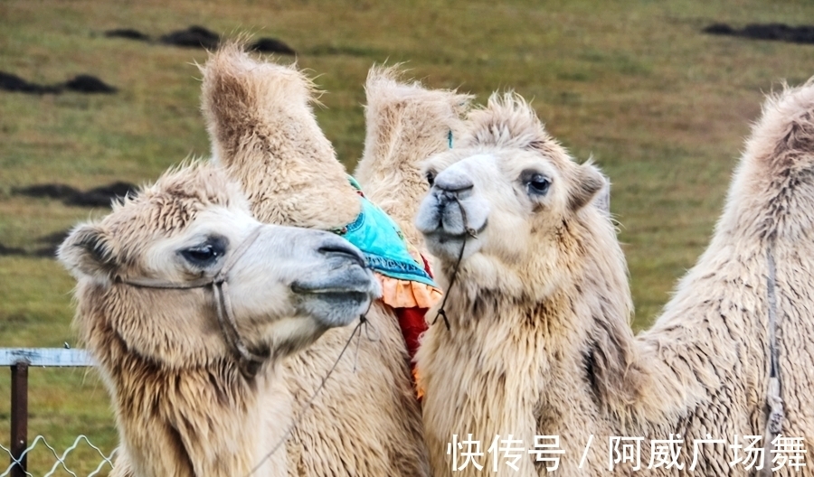 日落|中秋节在乌兰布统敖包吐后山，拍摄骆驼冲沙，遇见美丽的晚霞