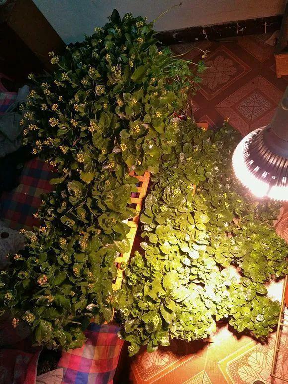 长寿的花苞迟迟不开用它喷两次,很快就能鼓起来!