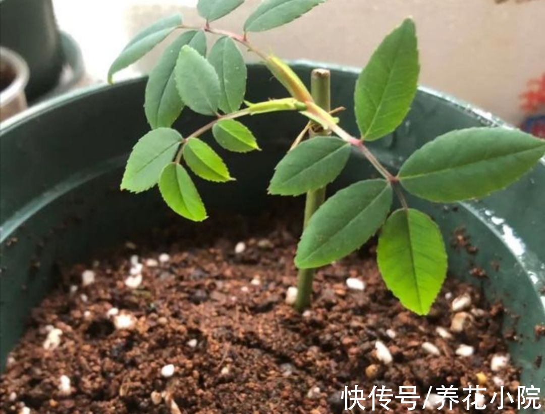 成活率|扦插花卉，总是不生根，大多是3个方面没做好