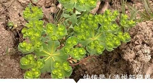 禾本科|小时候常见却叫不出名字的植物,太全了