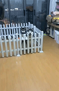 搞笑|搞笑GIF：少年这是三级跳比赛，不是跑步比赛，原谅我不厚道的笑了。