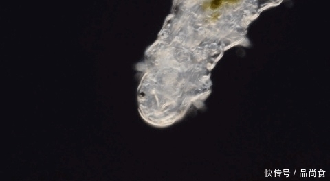 尘螨|床上螨虫太多？教你3个不要钱的“土法子”, 把螨虫“赶尽杀绝”