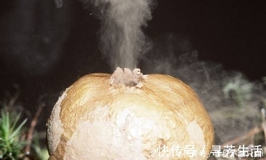 这样的“大馒头”长在土里，压一下还会冒烟，专家高价回收！